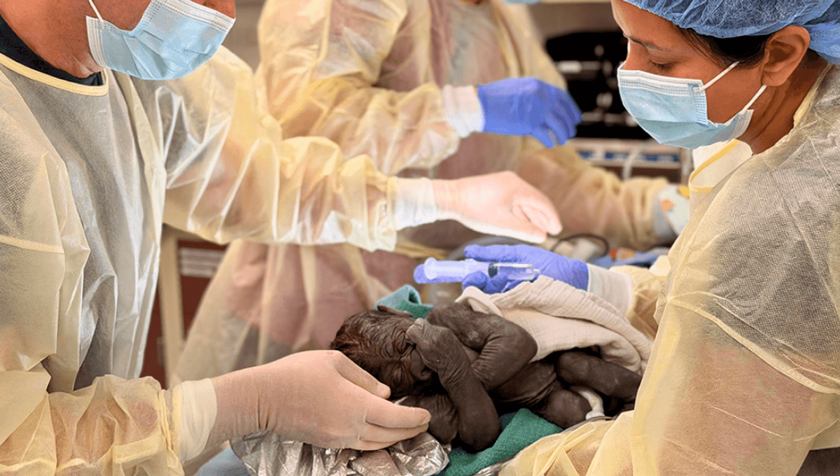 Extremely Rare Gorilla C-Section Successfully Welcomes 2.5-Kilogram Baby Gorilla. It’s A Boy!