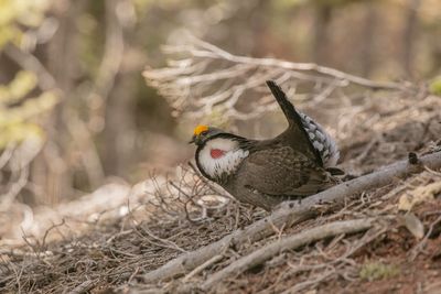 A male grouse with impressive feathers and a red throat, on the slope of a hill.