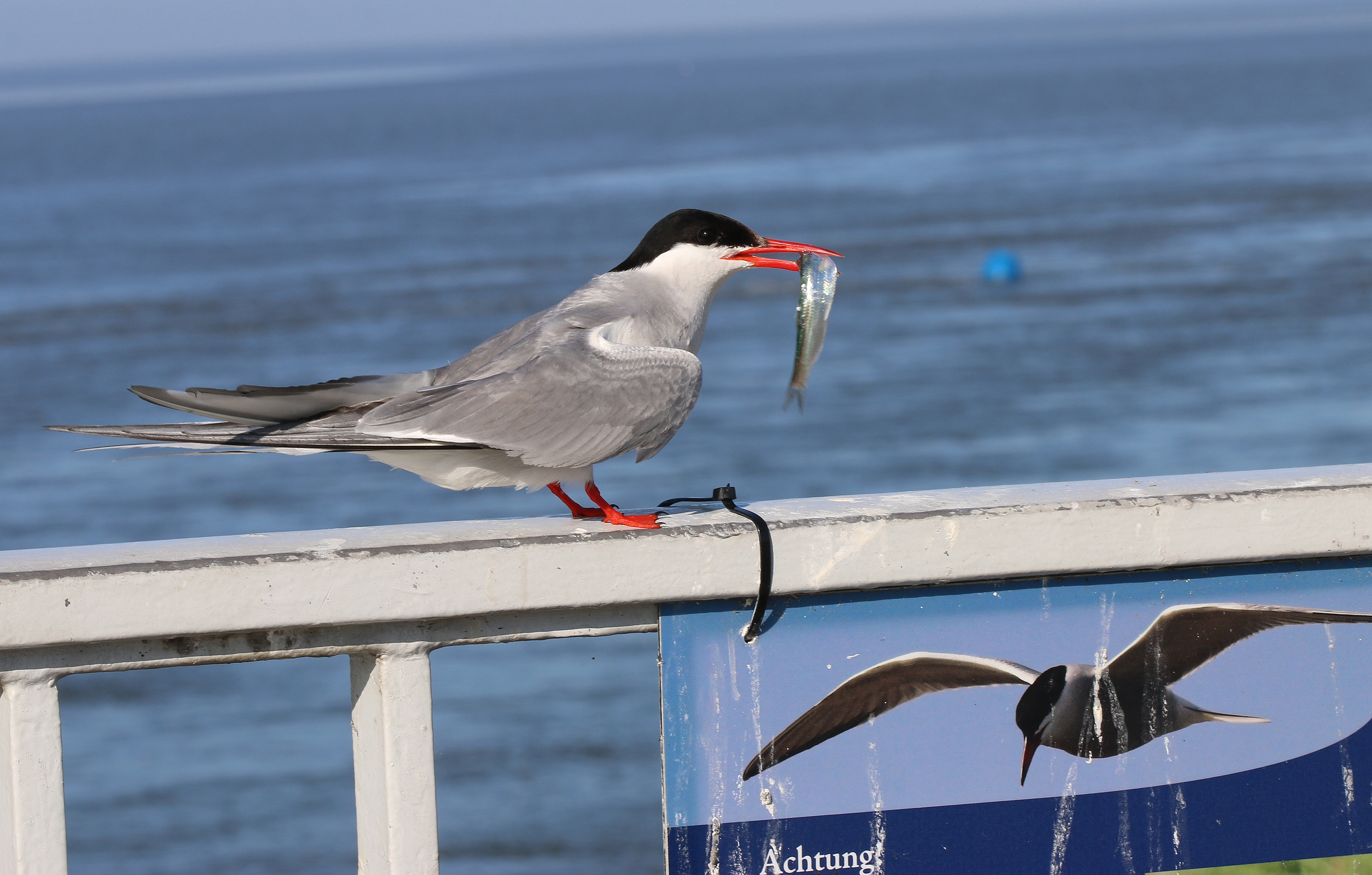 A small gull with a black hat and bright red beak and feet with a fish in its mouth. On a fence next to a photo of itself.