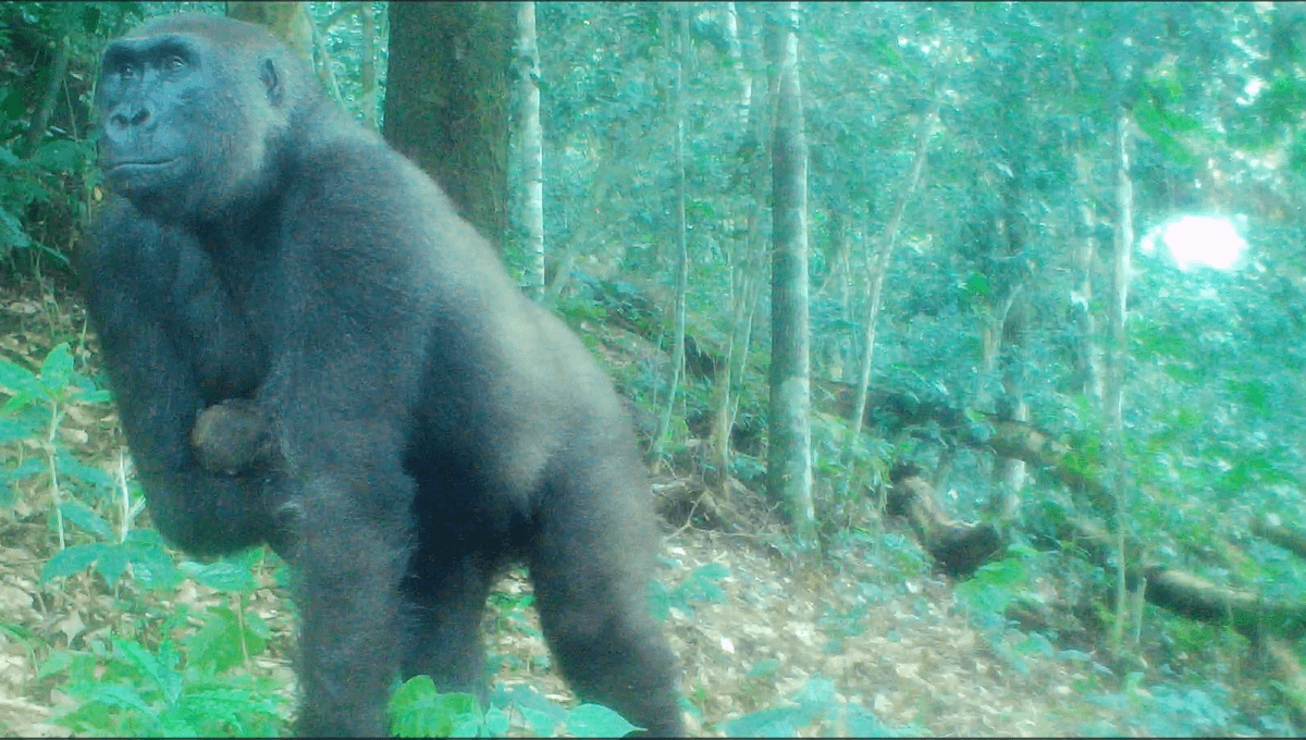 Lengui The One-Handed Gorilla Has Come Back From The Brink Of Death Twice. Now, She’s Defied The Odds Again By Giving Birth In The Wild