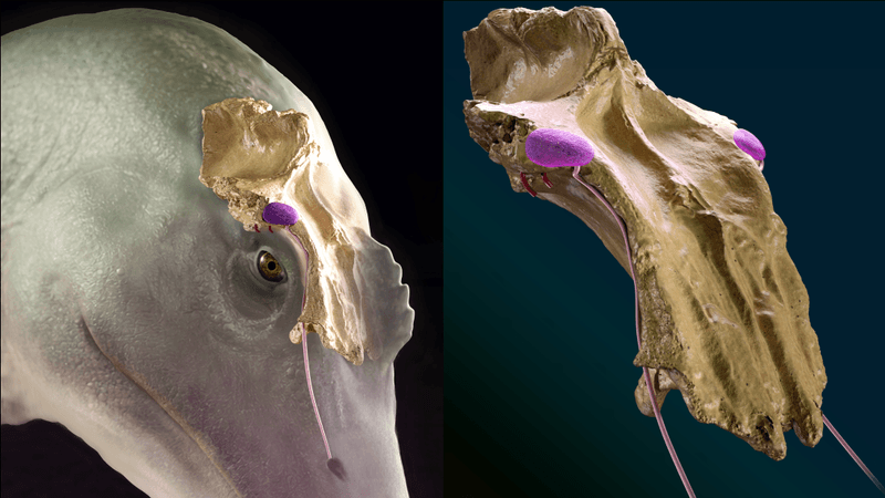 spinosaurus illustration showing the bone above the eye where the salt gland may have attached