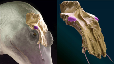 spinosaurus illustration showing the bone above the eye where the salt gland may have attached