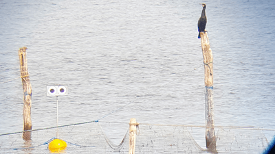 A bright yellow bouy floating in the water with googly eyes on top next to a wooden pole with a cormorant sat on it.