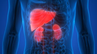 3D illustration representing an X-ray like image of a human torso in blue with the liver and kidneys in glowing red