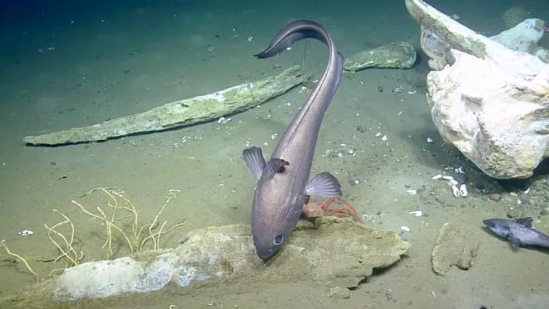 A large macrourid fish takes the center stage, possibly nibbling at small invertebrates colonizing the bones. Tube worms are visible in the left colonizing the left jawbone. Those same tubeworms were first seen in 2009 when this whale fall was discovered and indicate the multi-decade persistence of the sulphophilic stage. 