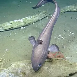 A large macrourid fish takes the center stage, possibly nibbling at small invertebrates colonizing the bones. Tube worms are visible in the left colonizing the left jawbone. Those same tubeworms were first seen in 2009 when this whale fall was discovered and indicate the multi-decade persistence of the sulphophilic stage. 