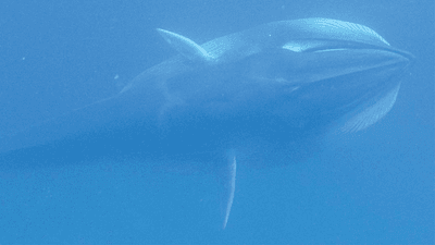 An Omura’s whale subsurface lunge feeding