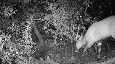 a black and white image shows a bongo exploring the trees at night