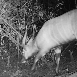 a black and white image shows a bongo exploring the trees at night