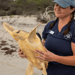 Earl Grey makes his return to the Atlantic Ocean on May 28.