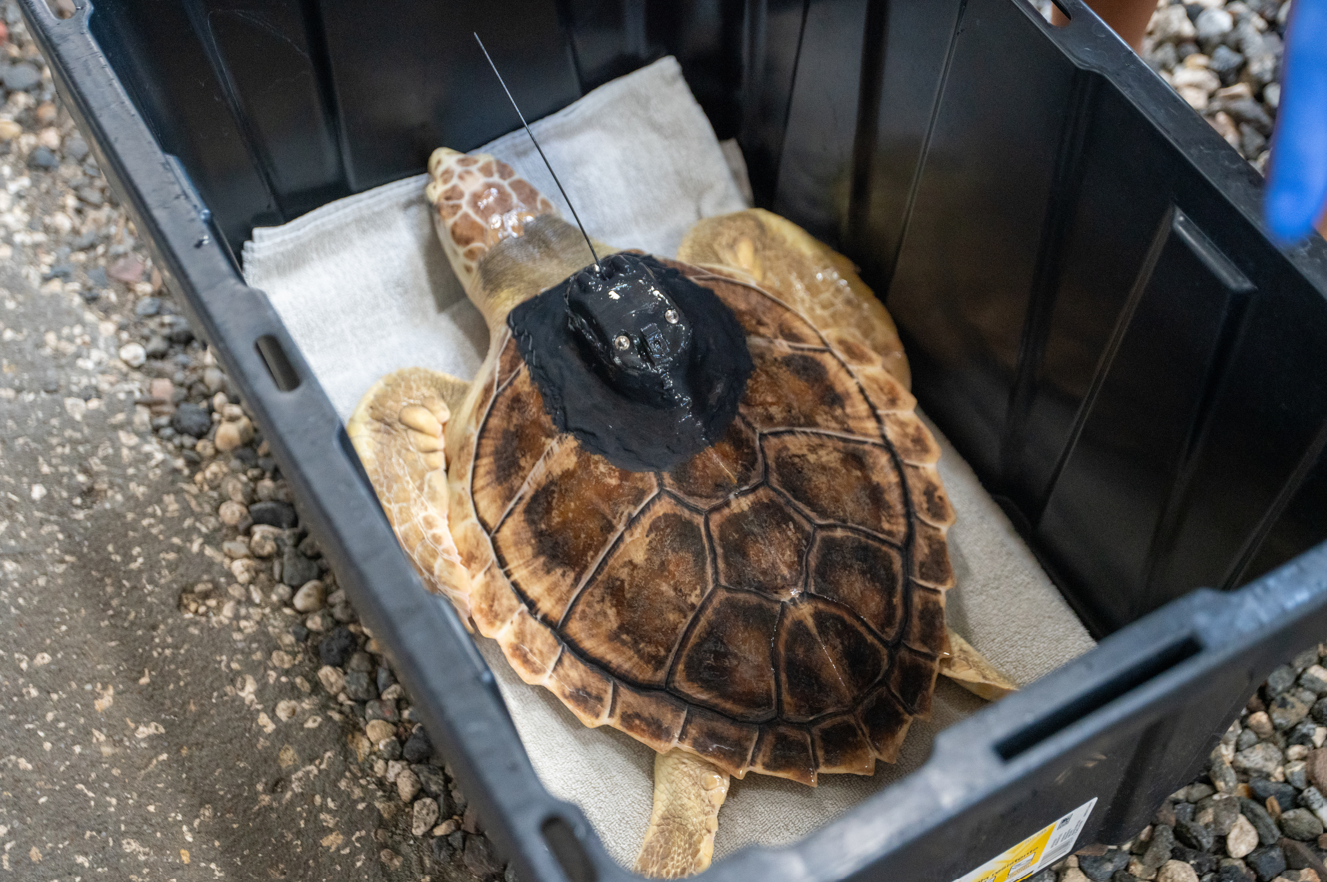 Earl Grey, the hybrid sea turtle, featuring his new satellite tracker.