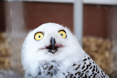 A close up photo of a white polar owl. The bird has its beak open and its head tilted back in a way that makes it look like it is shocked or has been caught doing something it shouldn't be doing.  