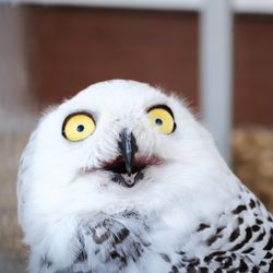 A close up photo of a white polar owl. The bird has its beak open and its head tilted back in a way that makes it look like it is shocked or has been caught doing something it shouldn't be doing.  
