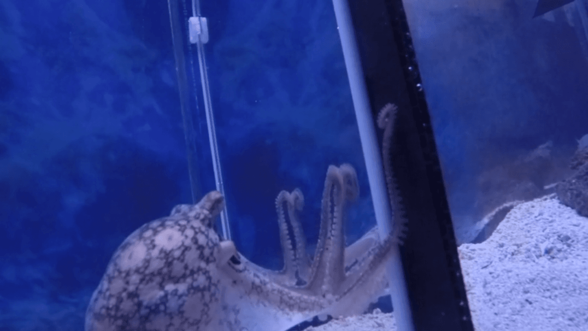 Crab-Hunting Octopuses Gazing Into Mirrors Demonstrate A Kind Of Spatial Awareness Thought To Be Unique To Vertebrates