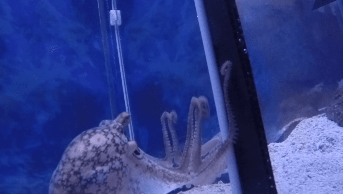 For The First Time Ever, Octopuses Have Proven They Can Use A Mirror To Hunt