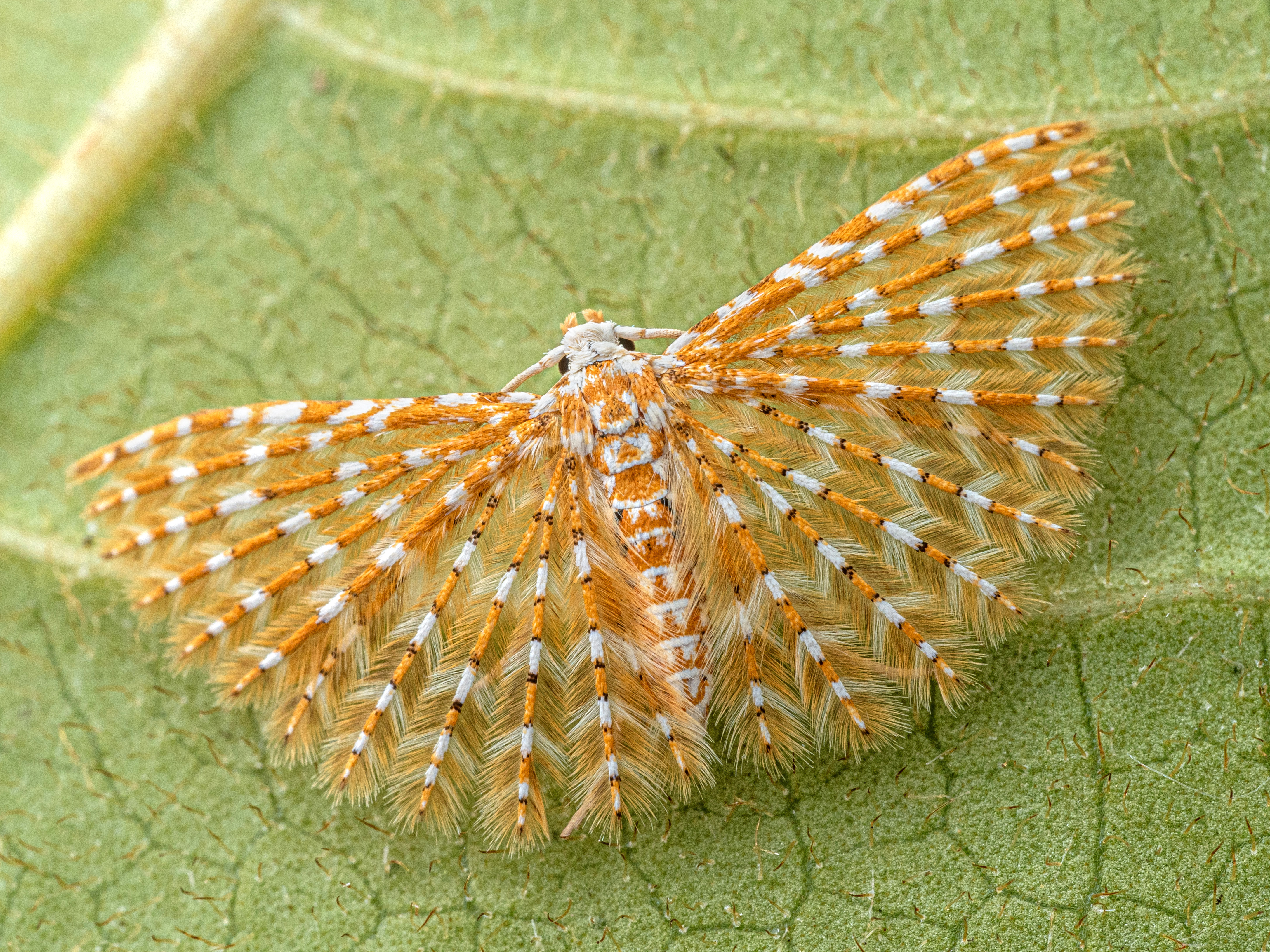 A beautiful orange and white moth with the distinct feather style wings of the genus rather than the solid membrane typically seen. 