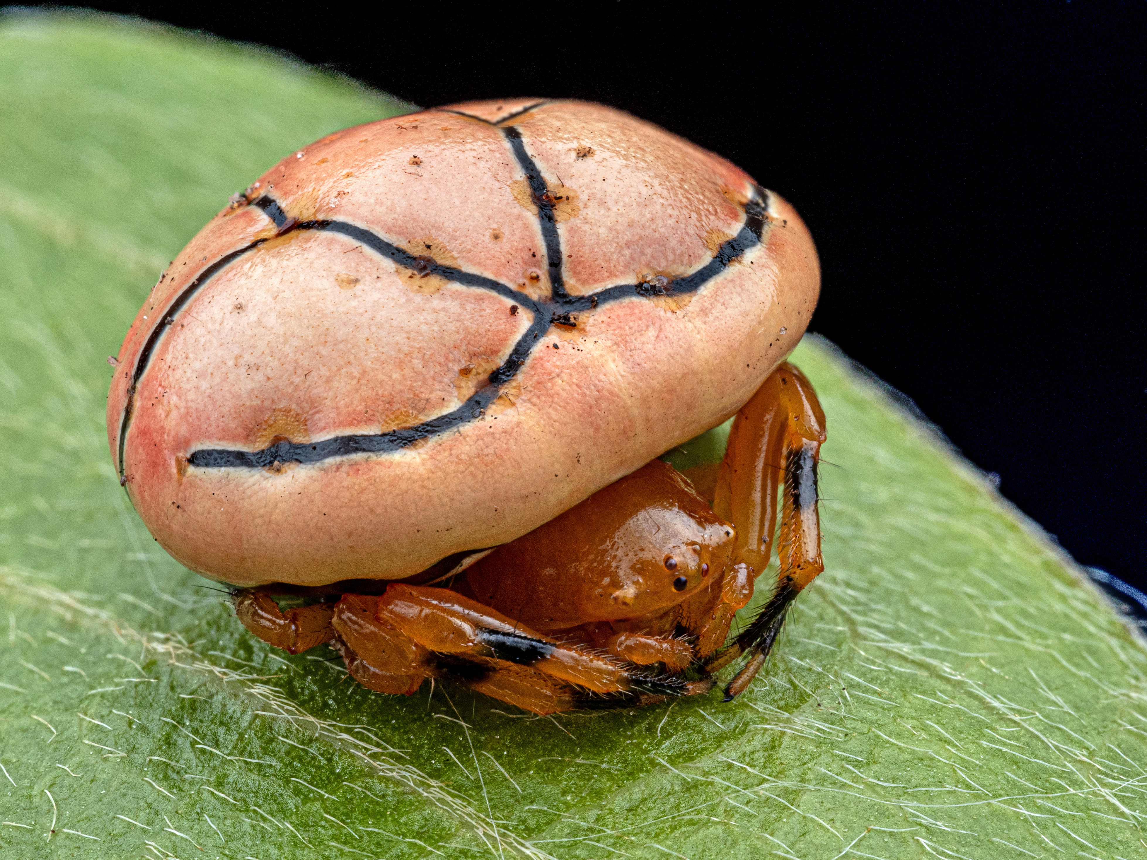 A small orange spider which looks to be under an orange mushroom but is part of the spider itself. With black lines over the top and black patches on their legs. 