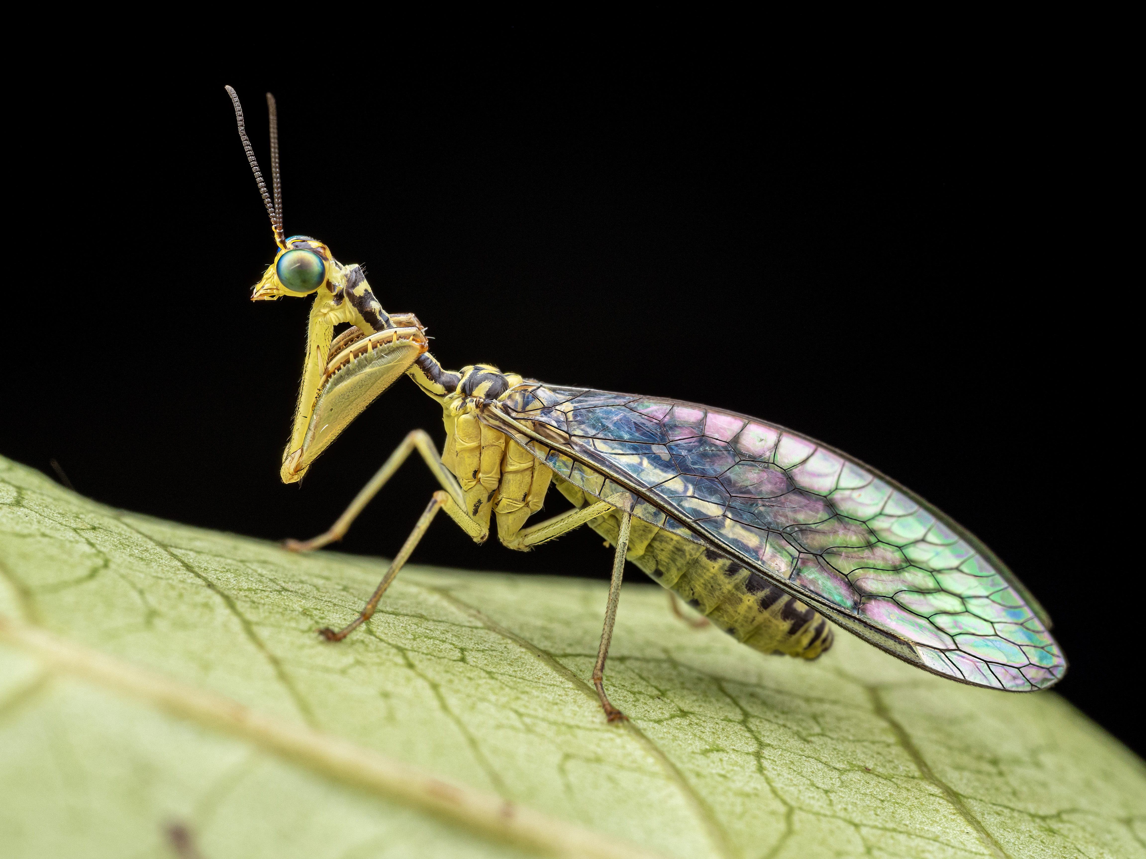 A mantid fly which looks like a cross between a praying mantis and a fly with long iridescent wings and big round green eyes.