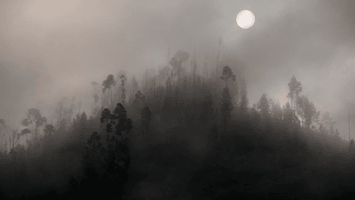 trees and the sun are barely visible through dense fog