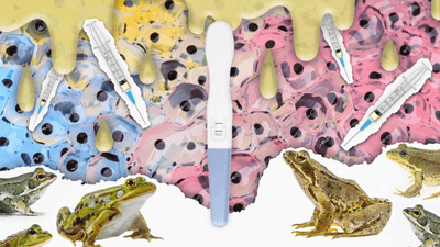 frogs look on at a pregnancy test, there is a background of frogs eggs and needles and what looks suspiciously like urine