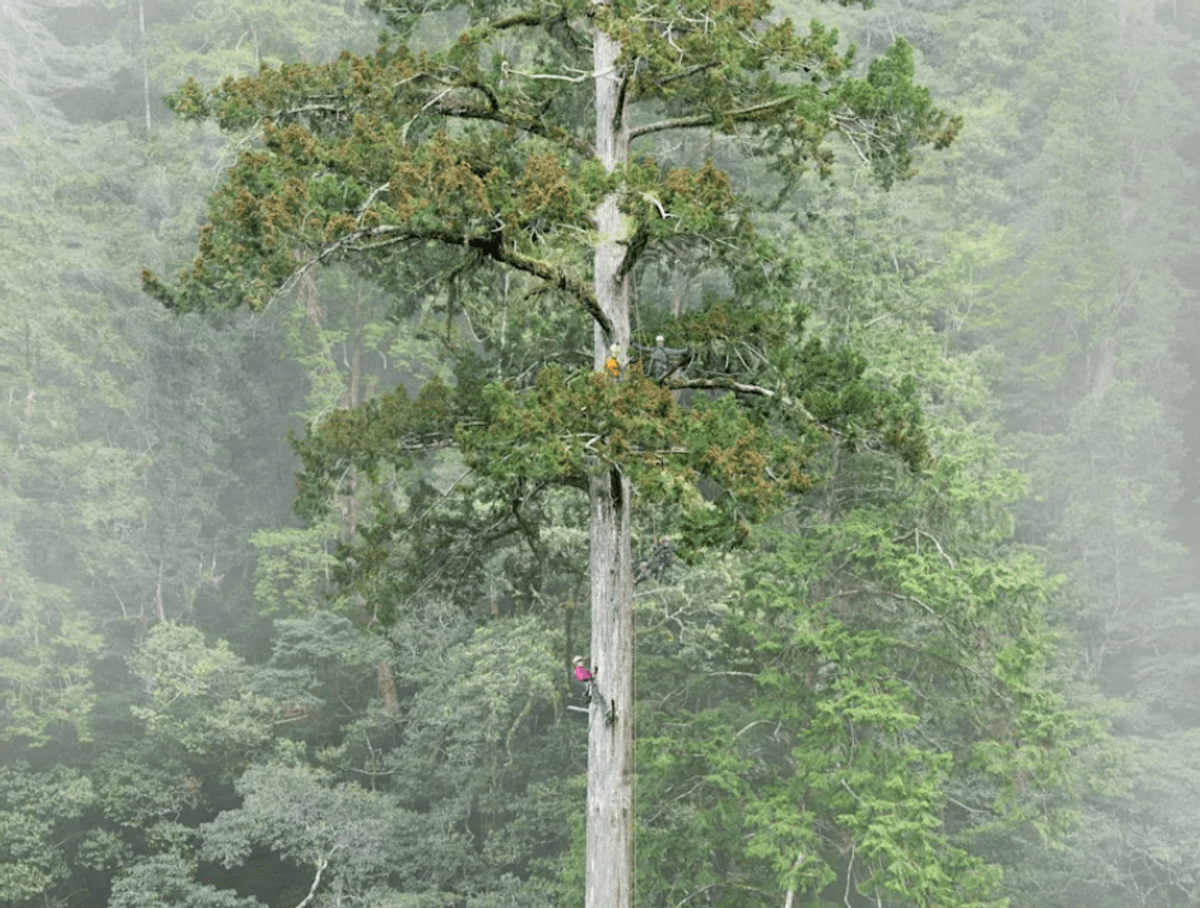 "The Heaven Sword" Is East Asia’s New Tallest Tree, Reaching