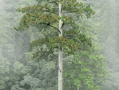 People scaling "The Heaven Sword", East Asia's tallest tree.