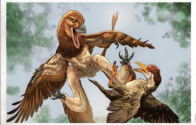 The new microraptor dinosaur Jian changmaensis (left) attacks the early bird Gansus yumenensis (right) in what is now the Changma Basin of northwestern China approximately 120 million years ago. In an artists reconstruction of what both species might have looked like.