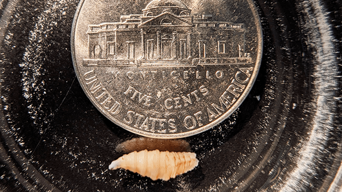 New World Screwworm Detected In US For First Time Since 1966