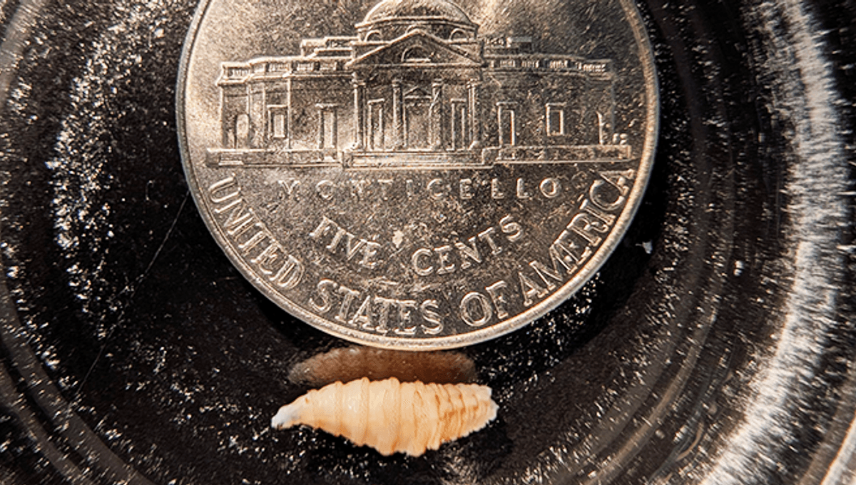 New World Screwworm Detected In US For First Time Since 1966, Despite Efforts To Stop It Crossing The Border