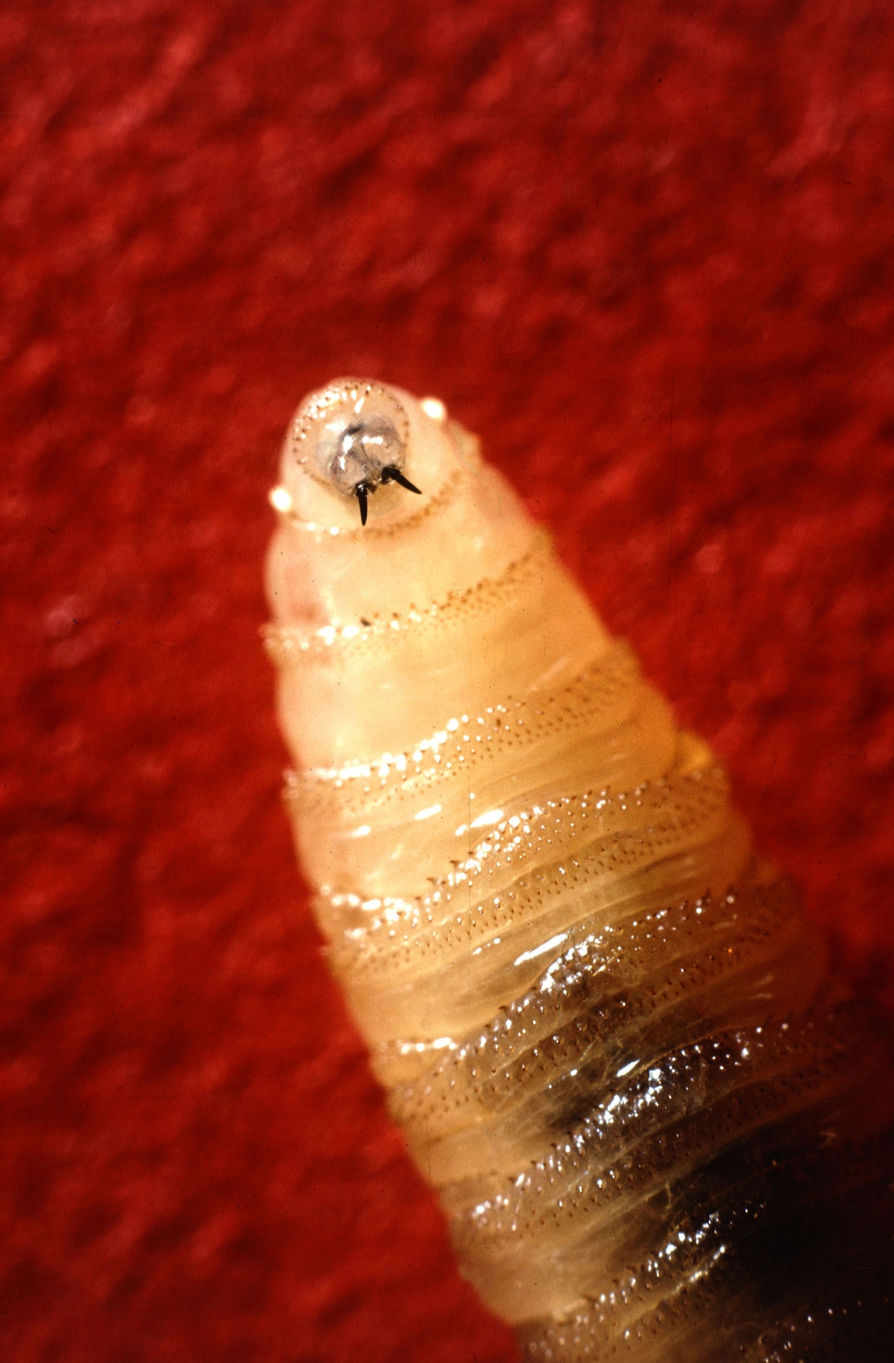 Closeup of New World screwworm larva, showing mouth hooks