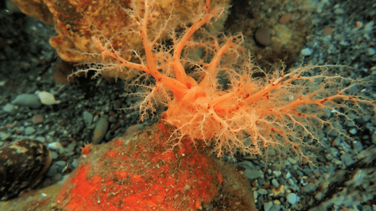 When This Sea Cucumber Loses A Bit Of Its Body, The Severed 
