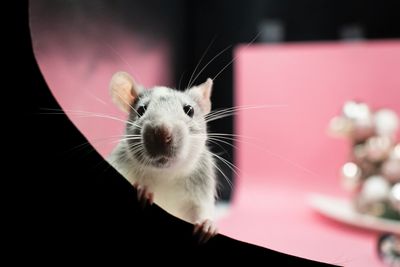 A lab mouse with a pink background