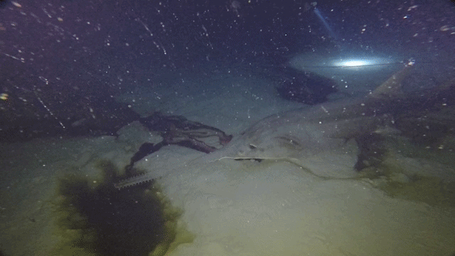 Two divers shine their lights over the carcass of a sawfish measuring 3.6 meters (12 feet) found at the bottom of the Amberjack blue hole. Two divers shine their lights over the carcass of a sawfish measuring 3.6 meters (12 feet) found at the bottom of the Amberjack blue hole.