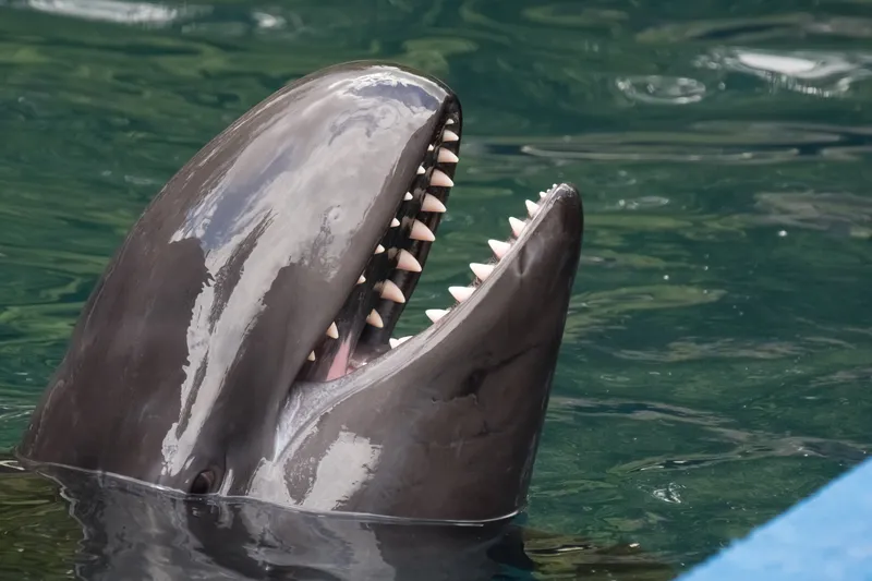 A false killer whale smiles at the surface of the water showing their white teeth.