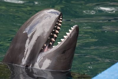 A false killer whale smiles at the surface of the water showing their white teeth.
