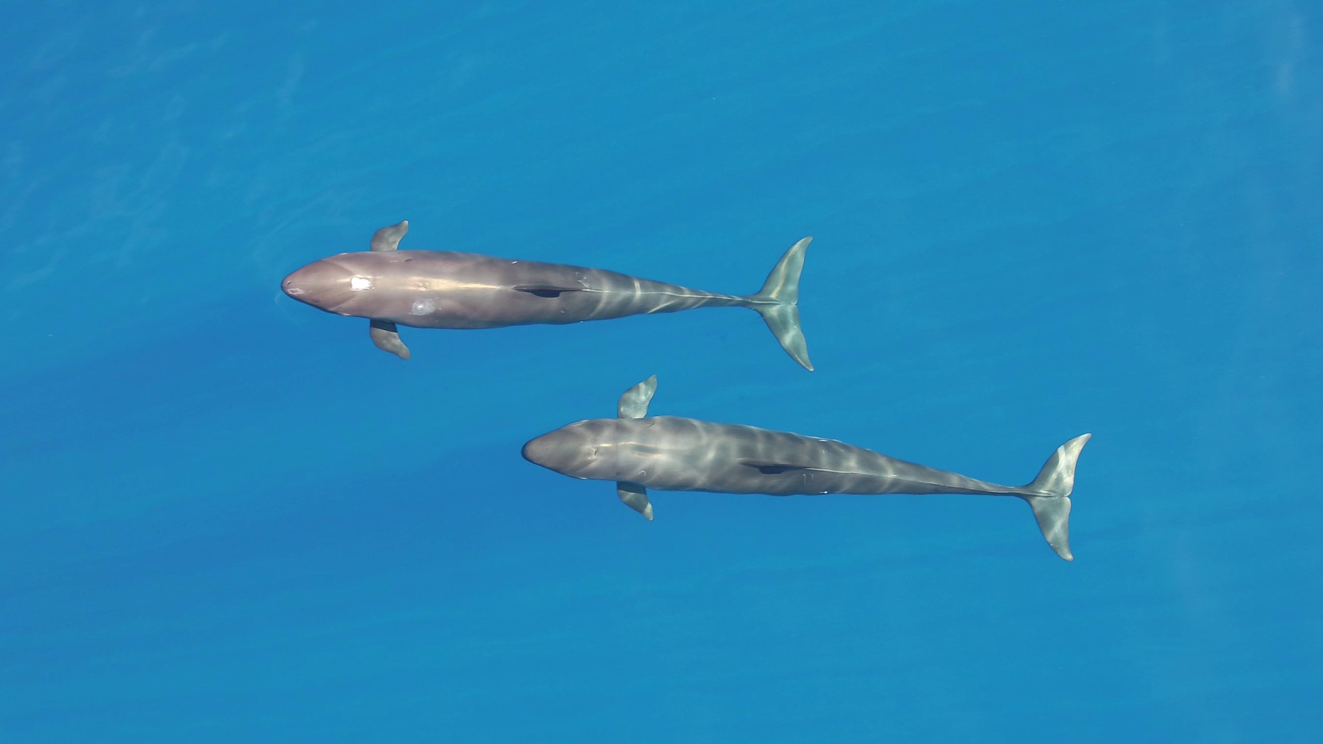 Aerial view of two false killer whales near Hawaiian Islands Aerial view of two false killer whales near Hawaiian Islands