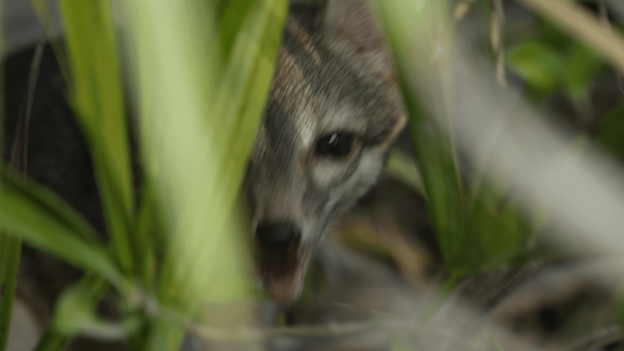 The ever-elusive Cozumel dwarf fox.  