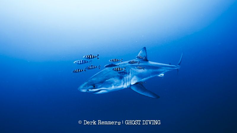 A photo showing the great white shark on profile - facing left to right - as it moves close to the camera. The shark is surrounded by numerous black and white stripped fish.