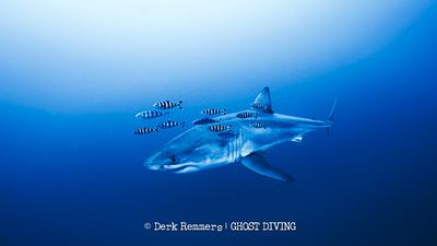A photo showing the great white shark on profile - facing left to right - as it moves close to the camera. The shark is surrounded by numerous black and white stripped fish.