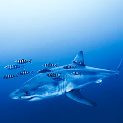 A photo showing the great white shark on profile - facing left to right - as it moves close to the camera. The shark is surrounded by numerous black and white stripped fish.
