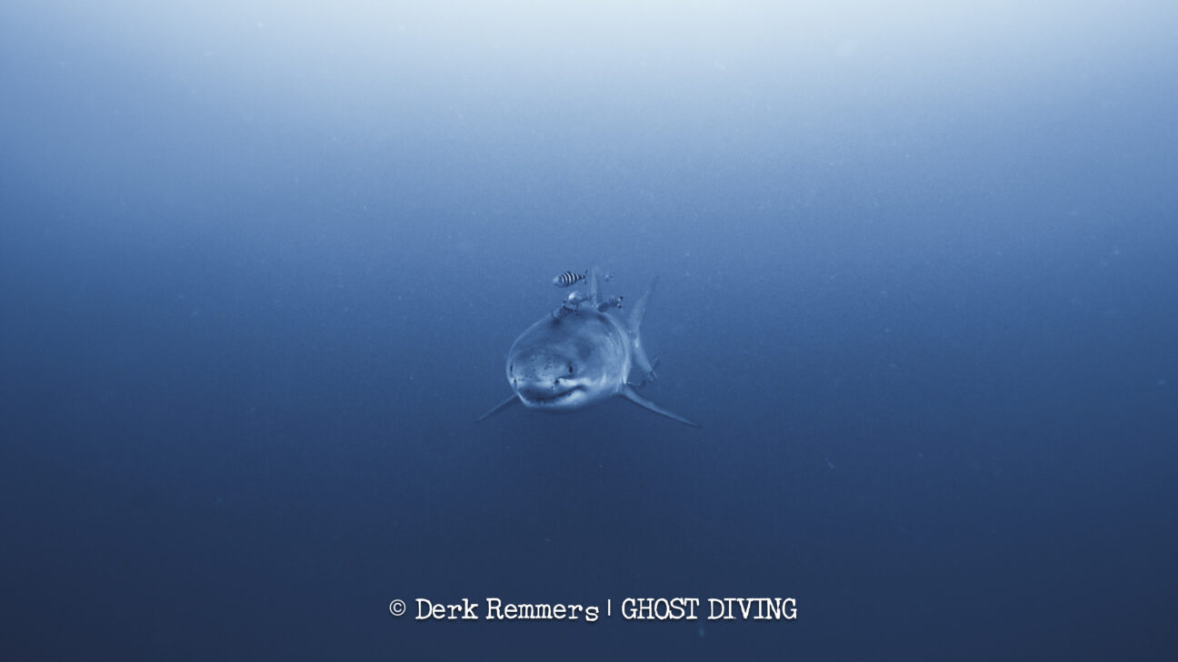 A photo showing the shark as it approaches the divers head on. It is being followed by several black and white fish. A photo showing the shark as it approaches the divers head on. It is being followed by several black and white fish.