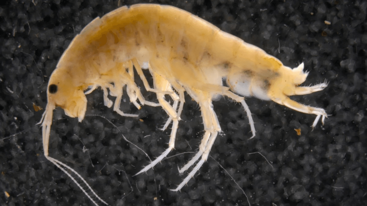 A Tree-Dwelling Shrimp Wasn't What Scientists Were