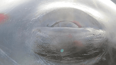 Harpoon inside Bowhead whale