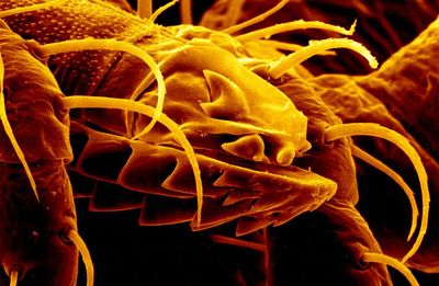 This image shows how the design of the mouth makes ticks generally difficult to remove once they've attached for a blood meal.