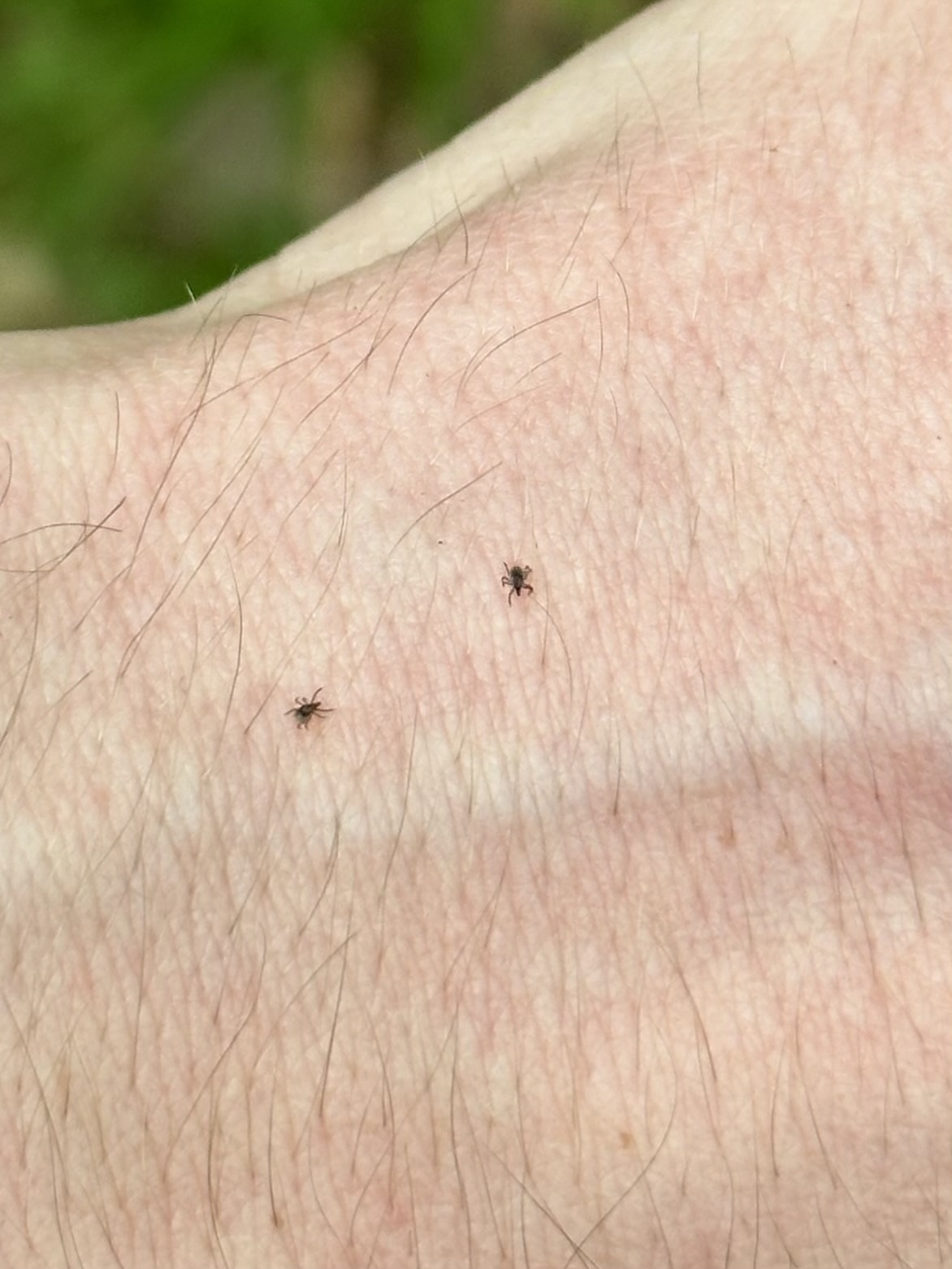 two tiny blacklegged ticks on a person's arm