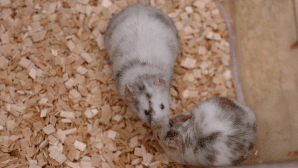 DNA From Dead-Rat Popsicles Frozen For Over A Year