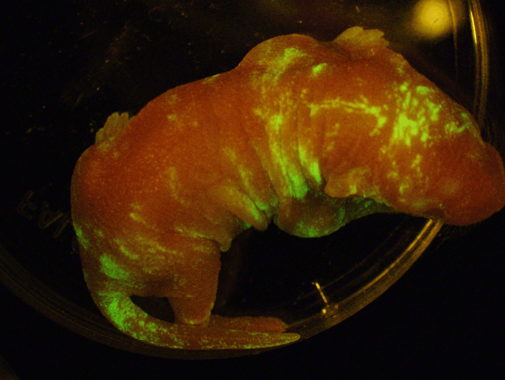 a mouse chimera showing glowing green areas in the mouse baby where the rat tissues are a mouse chimera showing glowing green areas in the mouse baby where the rat tissues are
