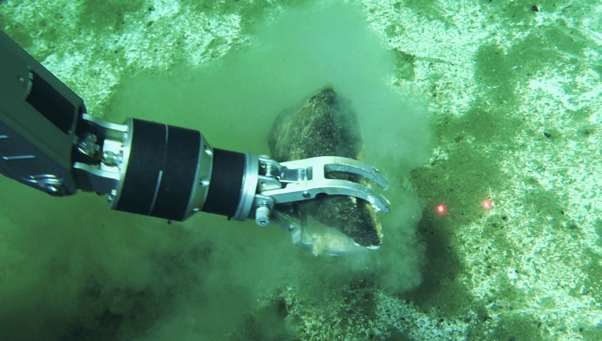 Biggest, Deepest Whale Graveyard Ever Found Contains Nearly 500 Whales, With Some As Old As 5 Million Years