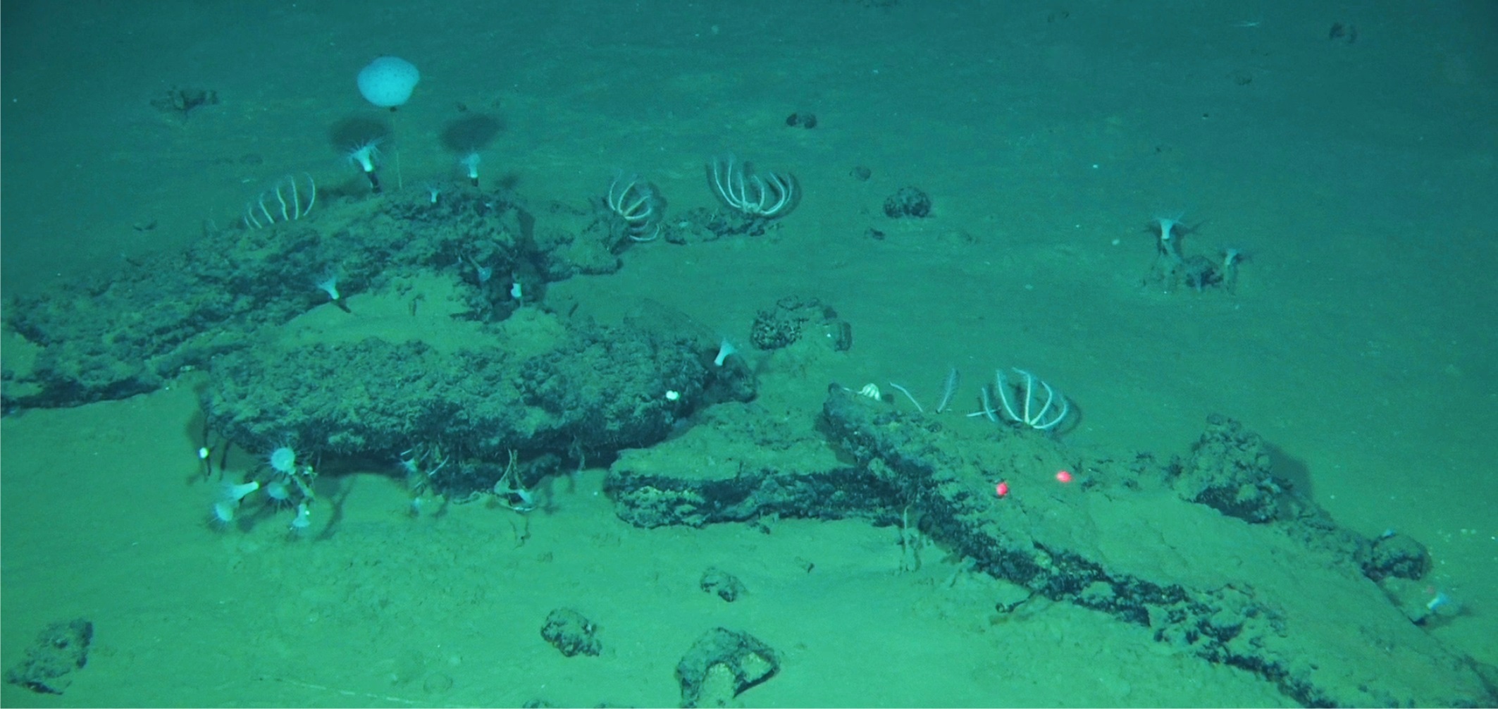 Fragmentary whale skeletal remains are abundant on the deep seafloor of the Diamantina Zone.