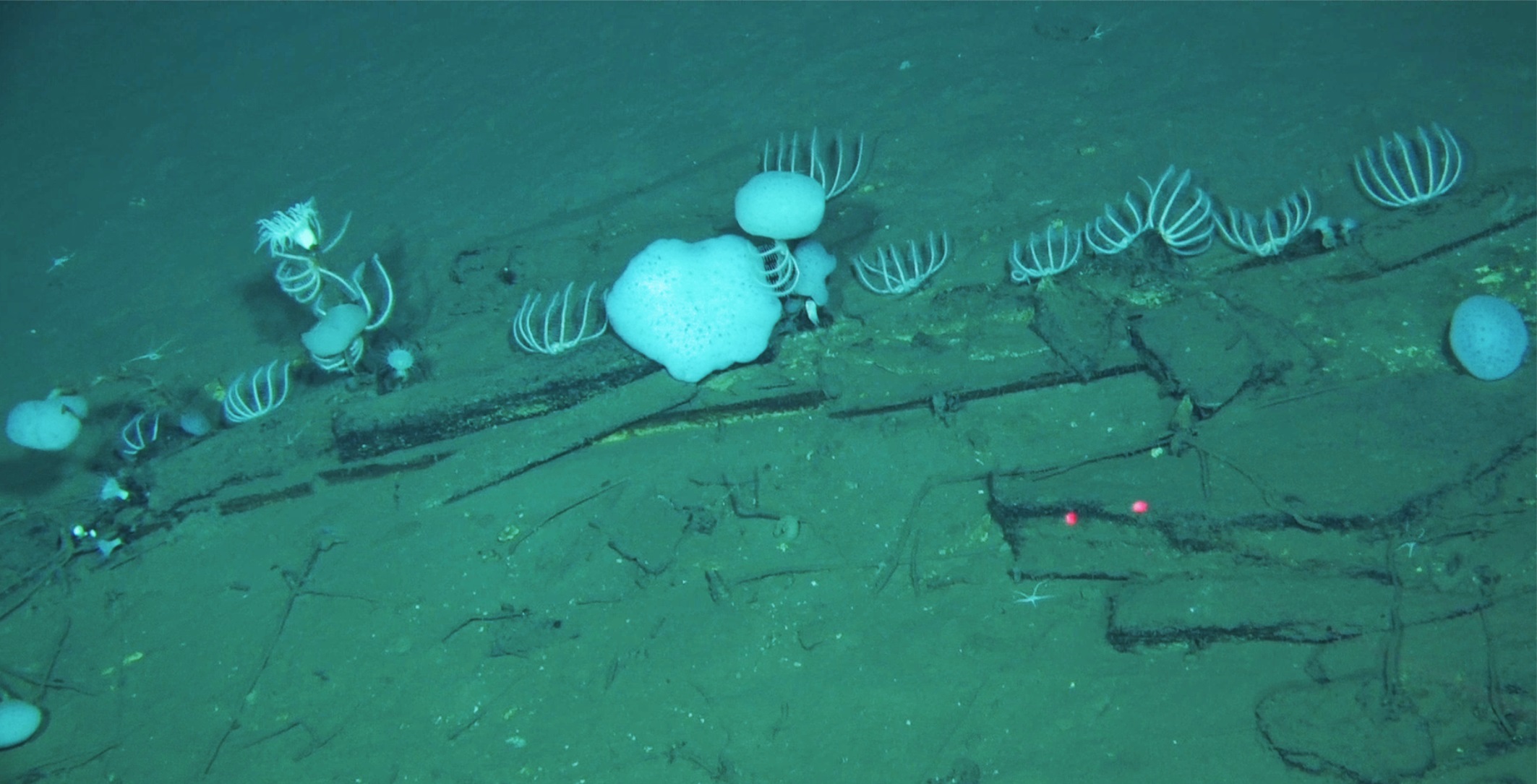 Whale bones are typically colonised by hard-substrate animals, including stalked sea anemones, sponges, and sea stars.